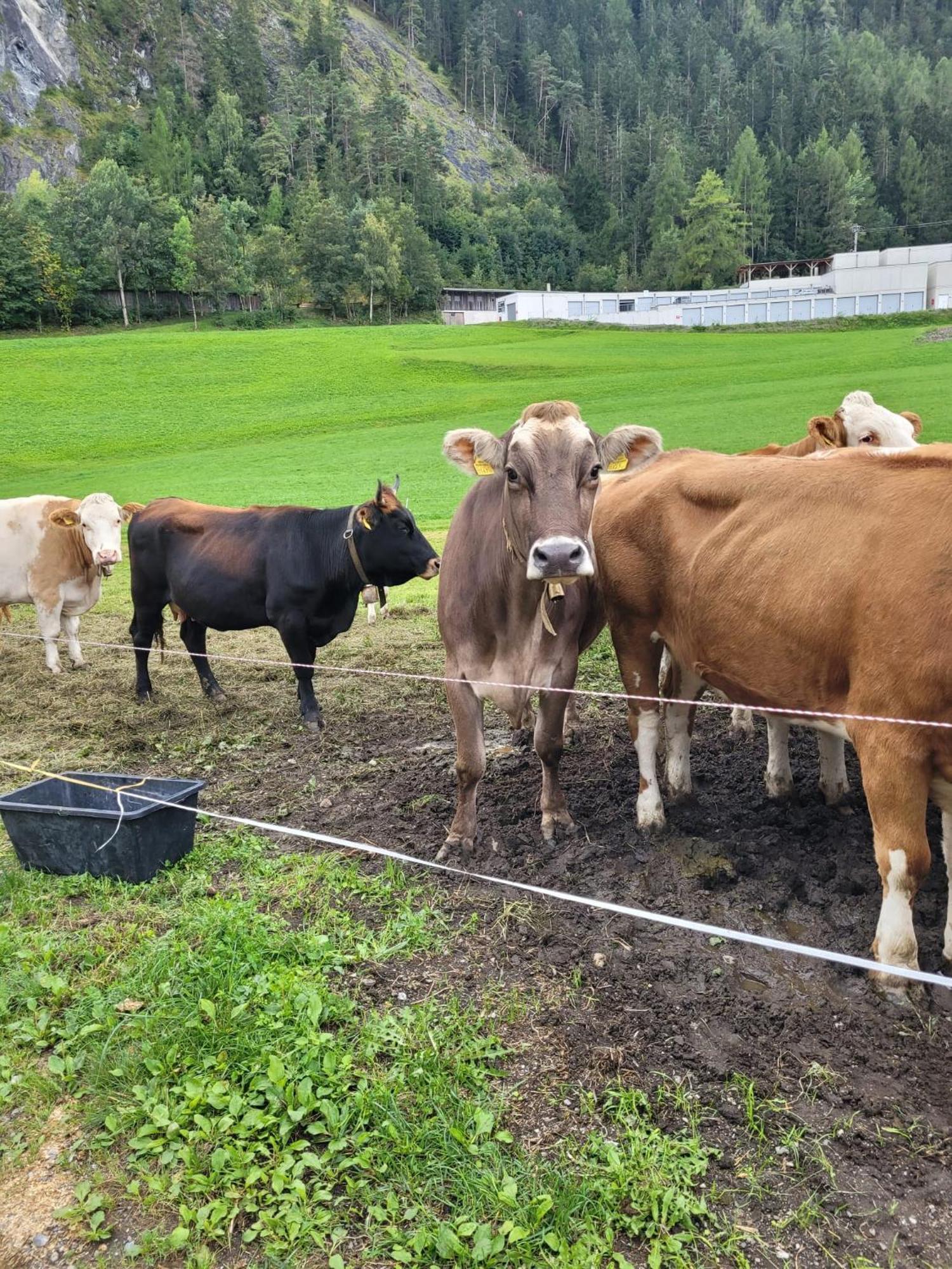 Ferienhof Bichlhof Arzl im Pitztal Dış mekan fotoğraf
