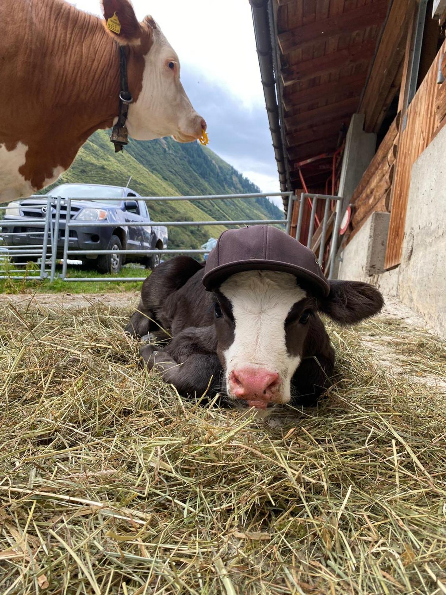 Ferienhof Bichlhof Arzl im Pitztal Dış mekan fotoğraf