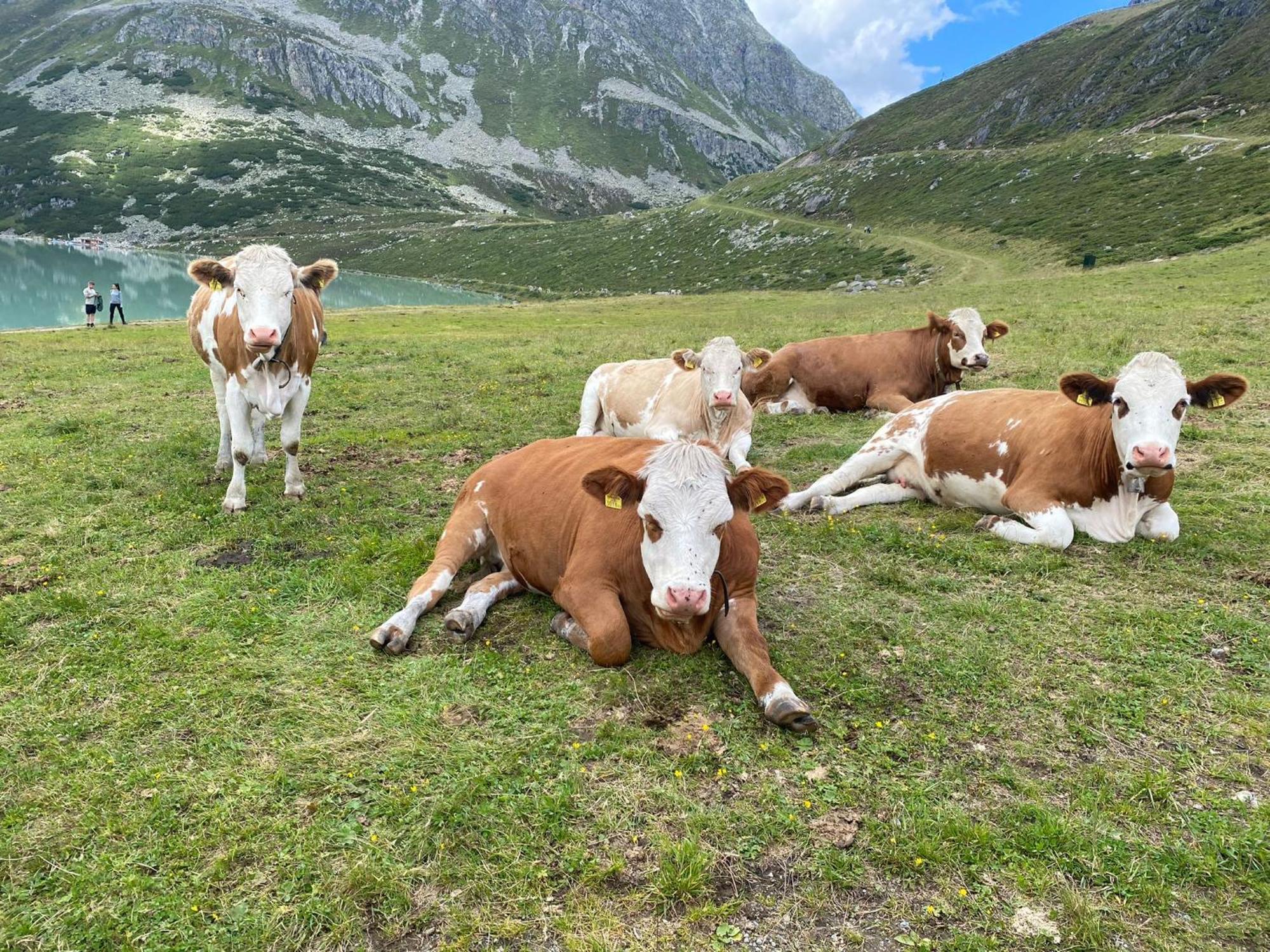 Ferienhof Bichlhof Arzl im Pitztal Oda fotoğraf